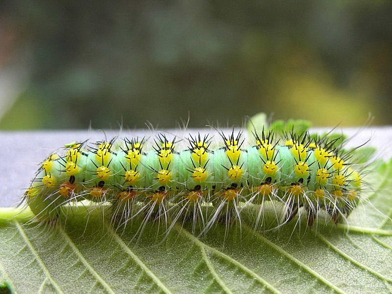 Bruco irsuto e spinosetto - Saturnia (Eudia) pavoniella